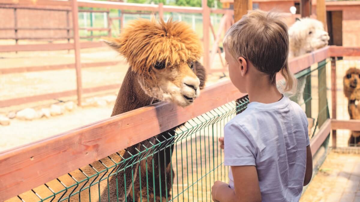 Spenden zu Weihnachten an Kinder