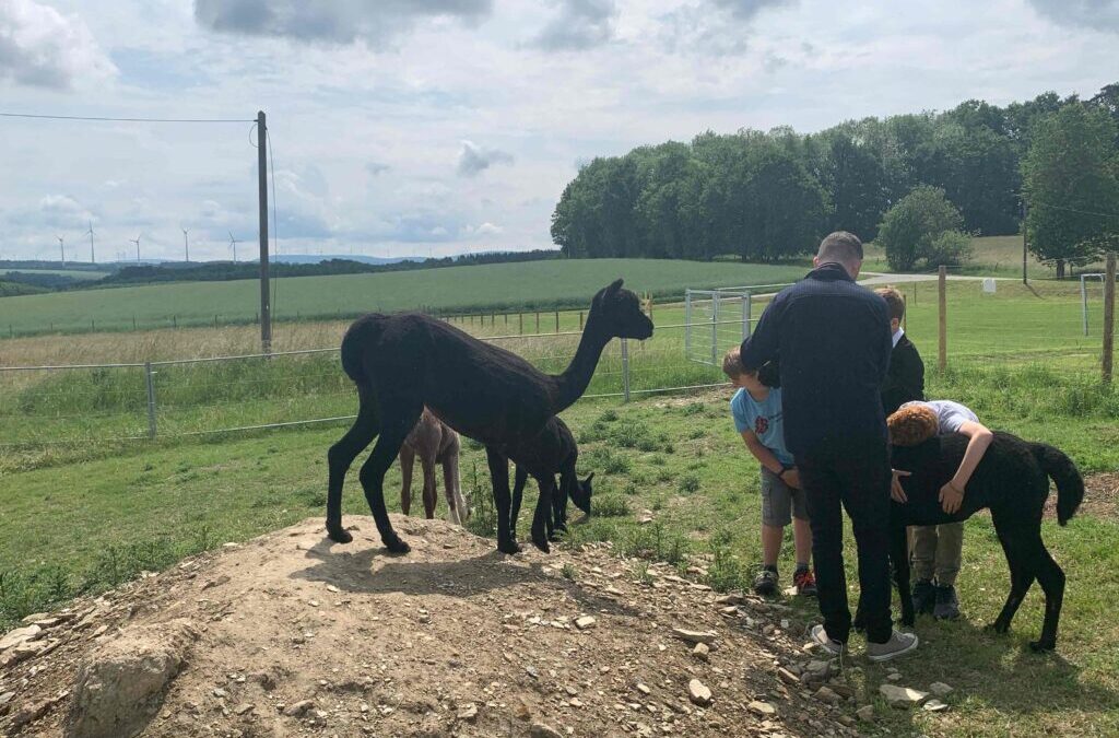 Alpakas helfen den Kindern