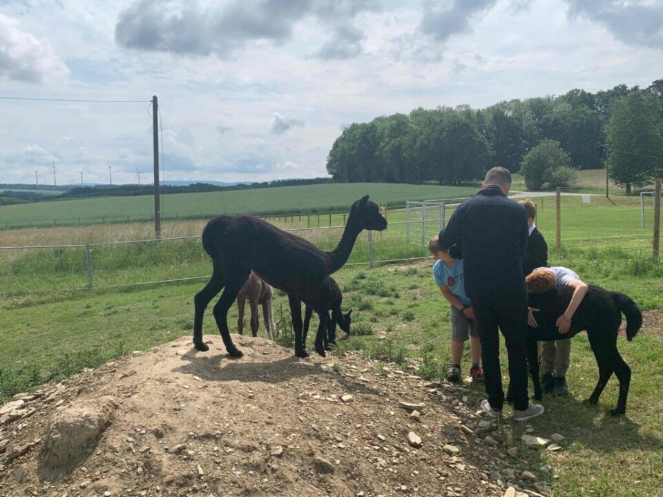 Alpakas helfen den Kindern