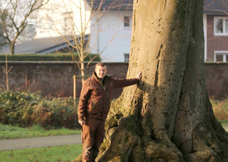 Blutbuche muss gefällt werden