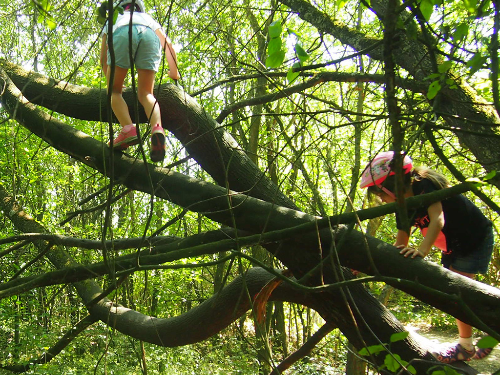 Zwei Kinder klettern auf einen Baum im Wald
